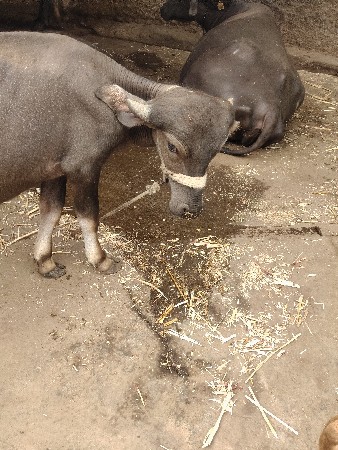 પાડિ