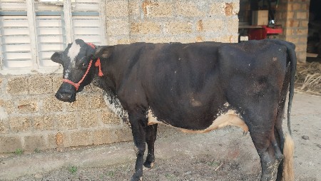 s.hગાય વેચવાની છે