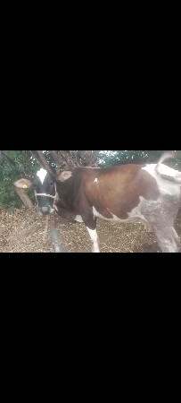 આઓટકીવેસવાનીછે,સાતમીના,ઘાભણ