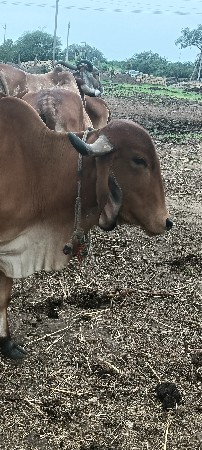 3,varsa na hodka deva na che