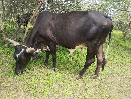 જર્સી ગાય વેચવાની છે