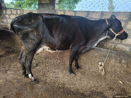 hf ગાય છે 2