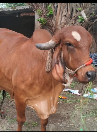 ગીર ગાય વંચવાની છે