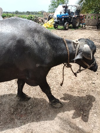 બીજા વેતર ની ભેંશ વેચવાની છે