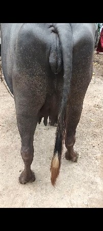 બીજું 
 વેતર