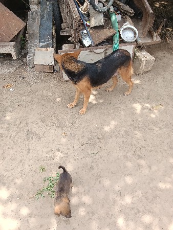 ગલુડિયા વેચવાના છે