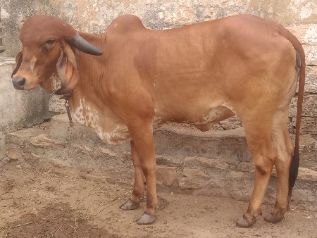 ઑરીજનલ ગીર હૉડકી
