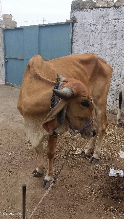 હોળકી વેચવાની છે