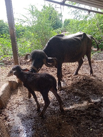 ખડેલું વેચવાનું છે પેલા વેતરનું