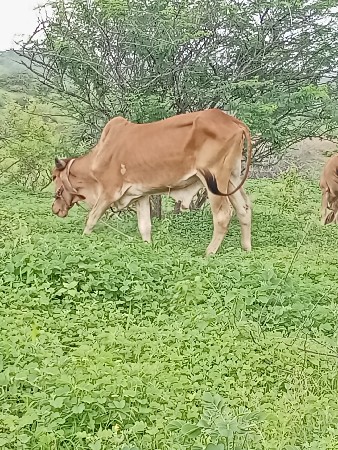 આવા છોડુ વેચવાનો છે