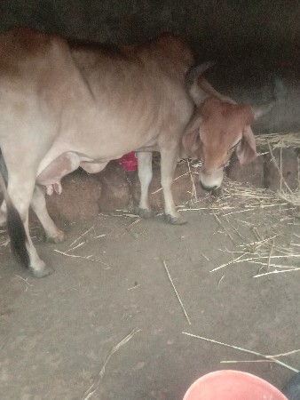 ગાય વેચવાની છે