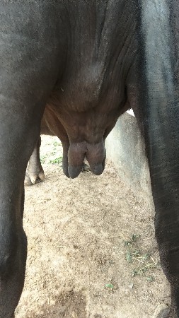 ભેંસ વેચવા ની છે