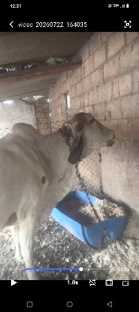 લિલડા ઓડકા .વઢીયારી ગાય.