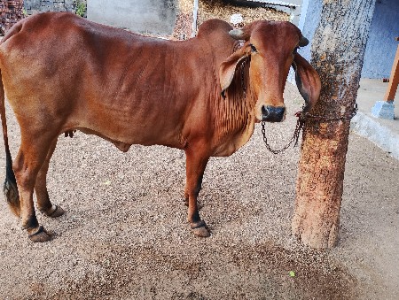 વેચવા ની છે