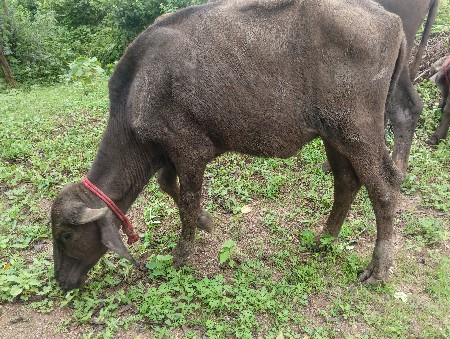 આ પાડી વેચવાની છે