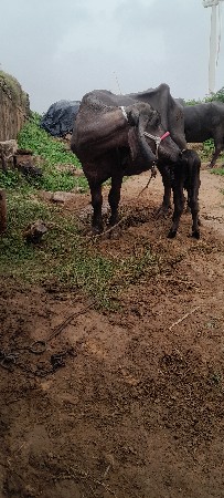 ભેસ વેસવા ની એસ