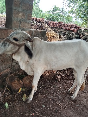 ૨હોડકિ‌વેચવાની‌છે