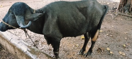 ખડેલી