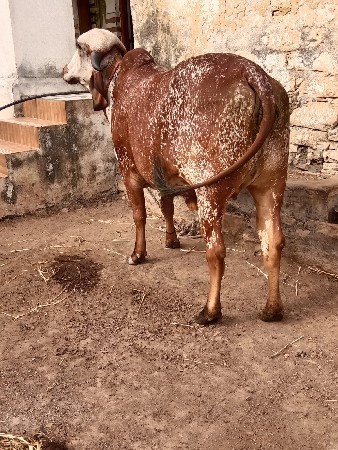 કાબરી હોડકી વેચવાની છે