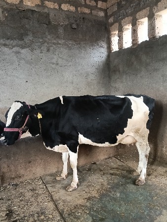 વેચવાનું છે