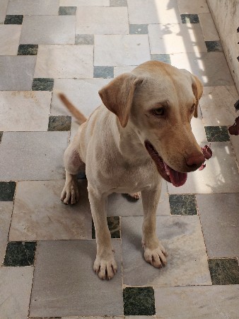 labradog female