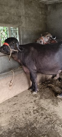 પેલુવેતર