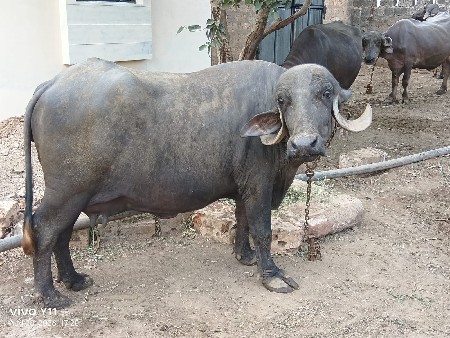 બીજા વેતર ની બે ભેસ