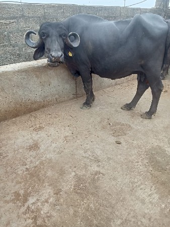ભેશ વેચવાની છે