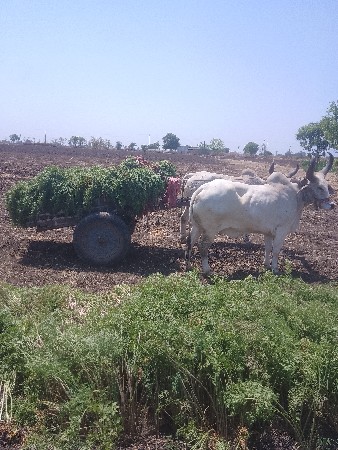 ગોંઢલા વેચવા છે