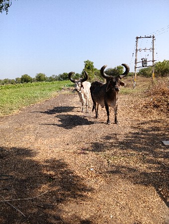 4 વાવણી વાવેલા