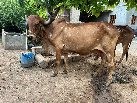 ગિર ગાય વેશવાની છે