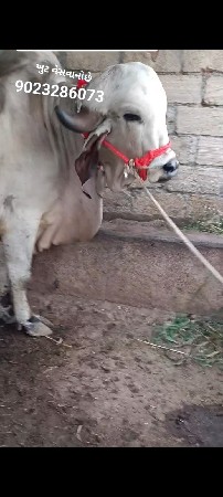 ખુટ વેસવાનોછે