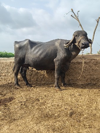 3 ભેંસો વેચવાની છે