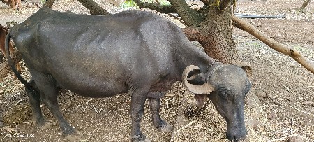 ભેસ વેચવાની છે