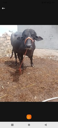 વેતર માં 1