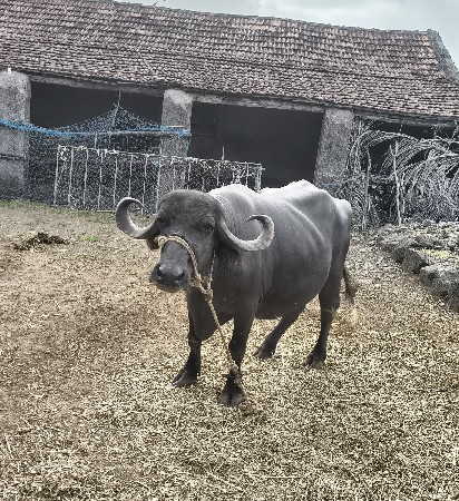 ભેંસ વેચવાની છે.
