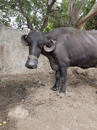 વેચવાની છે
