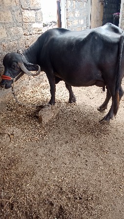 ભેંશ વેચવાની છે