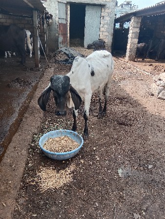 1 વર્ષ ની છે