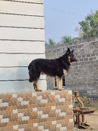 German shepherd double coat l