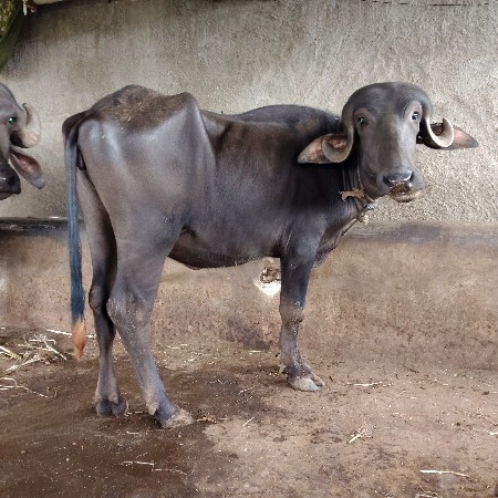 2 varsh ni padi