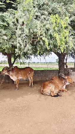 બળદ વેચવાના છે