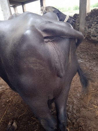 બે ભેંસ વેચવાની છે