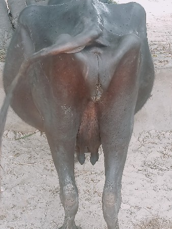 ભૈસ  વેચવા છે