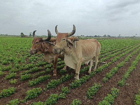 બડધ વેચવાનાછે