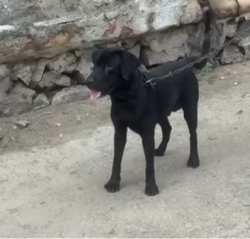 Labrador male che 1.3 varas no che