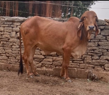 ઑરીજનલ ગીર વાછડી છે