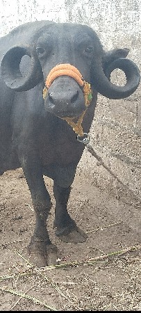 3 વેતર વીયાસે