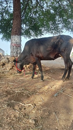 gai vesavani che