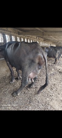 ભેંસ